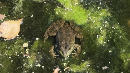 Green Frog Sits in the Swamp