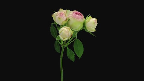 Close Up of Pink and White Roses Time Lapse