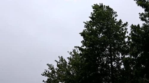 Trees Blowing Strongly in Overcast Weather