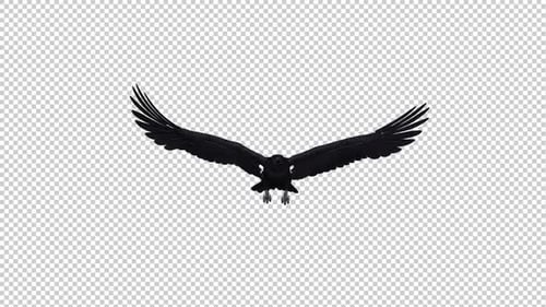 Black Raven - Gliding and Flying Loop - Front View