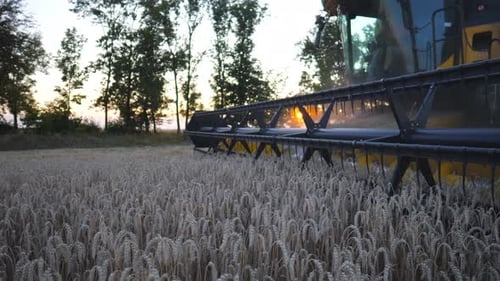 Erntemaschine sammelt am Abend Ernte von reifem Weizen