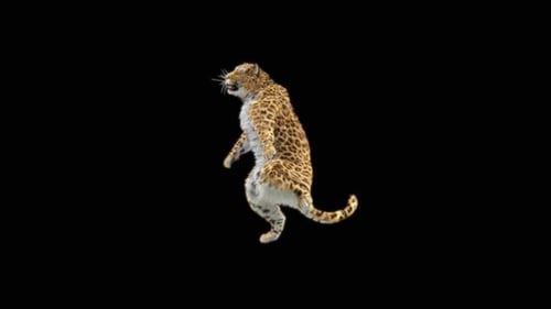 Leopard Dancing HD