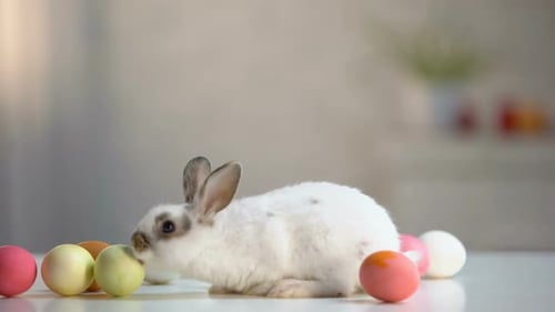 White Fluffy Rabbit Playing With Colored Eggs on Table, Spring Holiday Symbol