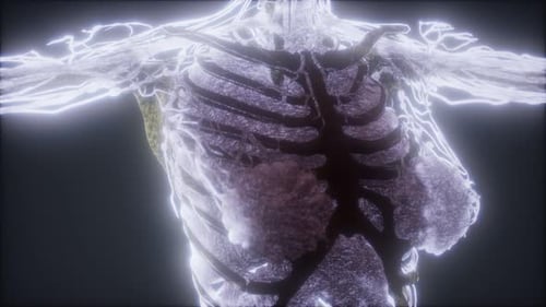 Animated 3D Human Torso with Glowing Nerves and Lungs