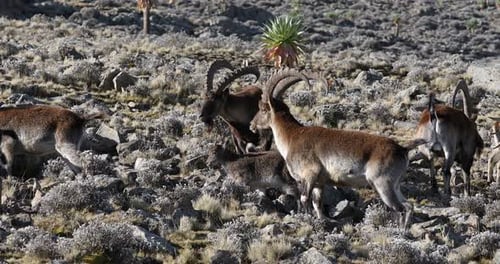rare Walia ibex in Simien Mountains Ethiopia