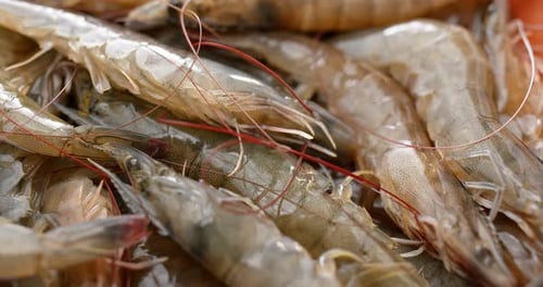 Pile of Fresh Raw Shrimp Close Up