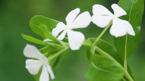 Forest Macro 15