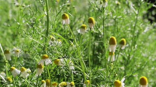 Spring Flowers