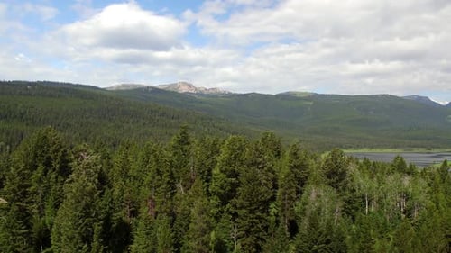Flying high over trees in green forest