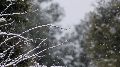 Close up shot of snow falling on tree branches in a forest