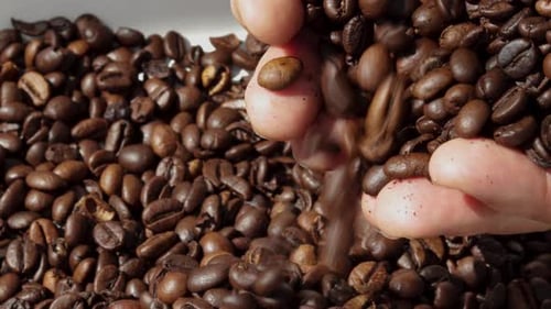 Hands Sifting Rich, Roasted Coffee Beans