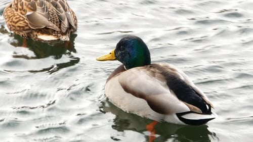 Ducks Swim on Lake Close Up