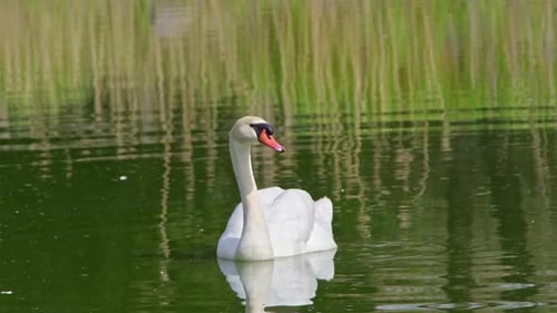 White Alone Swan Floating In Green Lake Water 4