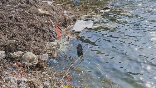 Polluted Water in Urban Environment Reflects the Sun