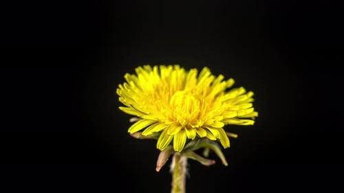 Dandelion Blossom Zeitraffer auf Schwarz