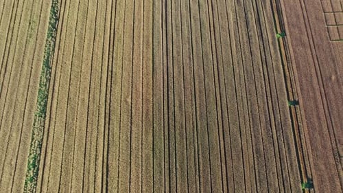 Drone Flying Over a Wheat Field
