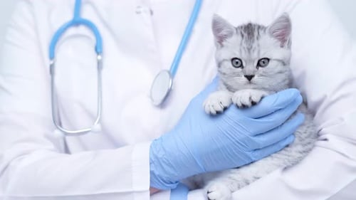 Veterinarian Doctor with Small Gray Scottish Kitten in His Arms in Medical Animal Clinic Close Up