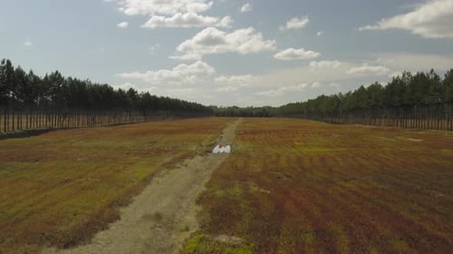 Niedrigwinkel-Antenne fliegt durch Feld zwischen Blaubeerreihen