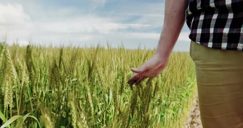 Close-up of man touching wheat crops in field