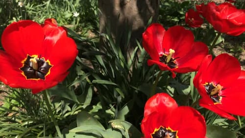 Colorful Tulipa gesneriana flower bulbs close-up 4K 2160 30fps UltraHD footage - Beautiful Didier tu