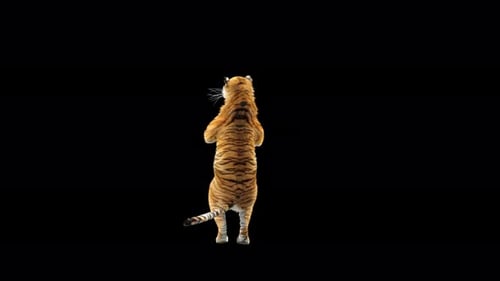 Tiger Tanzen 4K