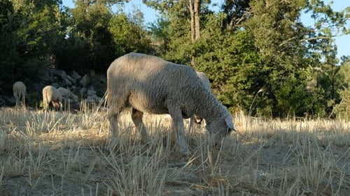 Pâturage pour moutons