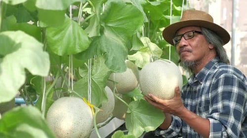 Le jardinier récolte des melons dans une serre