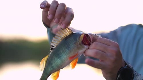 Man Holds Freshwater Fish in Close Up Shot