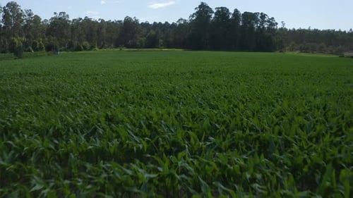 Corn Plantation 01