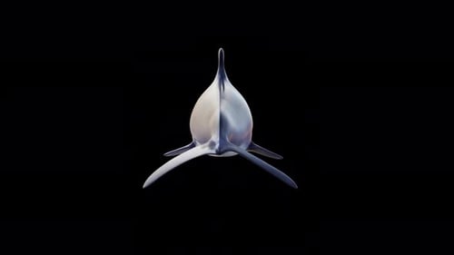 Dolphin Swimming Back View