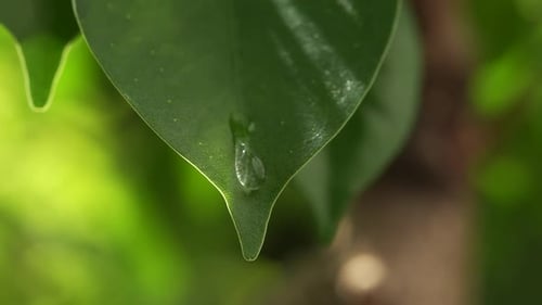 Water Dripping from a Green Leaf in Nature
