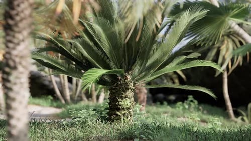 Realistic 3D Cycas Palm Tree Tropical Landscape Zoom