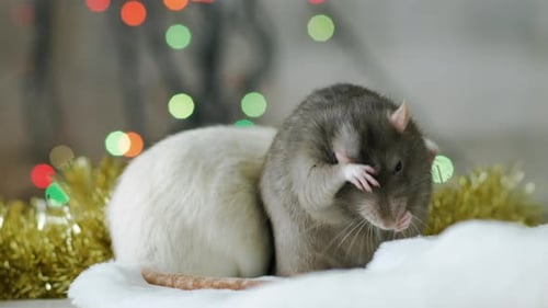 Two Adorable Rats Cuddled with Christmas Lights