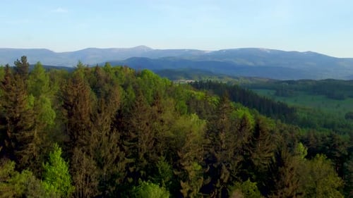 Über dem Wald fliegen