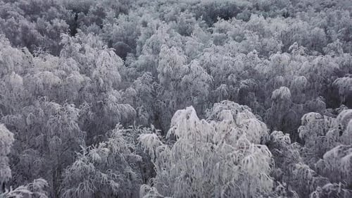 Aerial View of a Winter Snow-covered Pine Forest