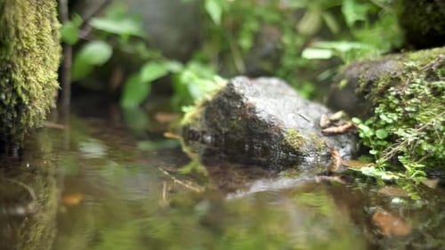 Wasserleck aus moosigem Gestein im Wald