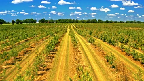 Aerial view of beehives among the orchard with fruit trees