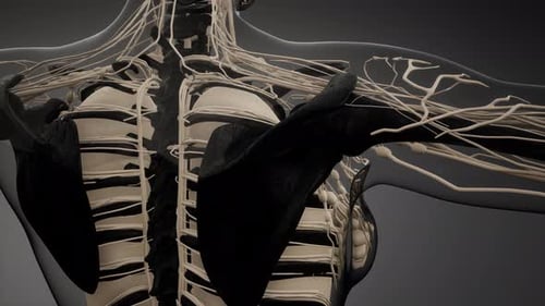 Human Nervous System and Skeleton Anatomy Animation
