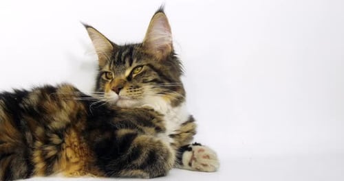 Brown Tortie Blotched Tabby and White Maine Coon Domestic Cat, Female laying Normandy in France,
