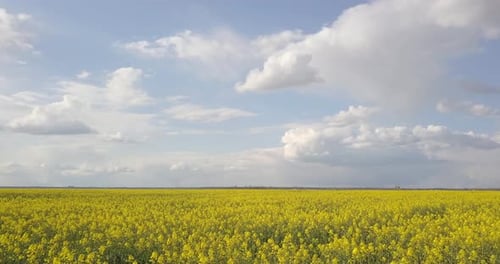 Aerial Survey Of Rapeseed Field At Low Altitude, 4k