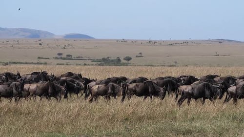 980484 Blue Wildebeest, connochaetes taurinus, Herd during Migration, Masai Mara park in Kenya, slow
