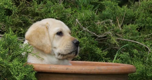 Yellow Labrador Retriever, Puppy Playing in a Flowerpot, Normandy, Slow Motion 4K