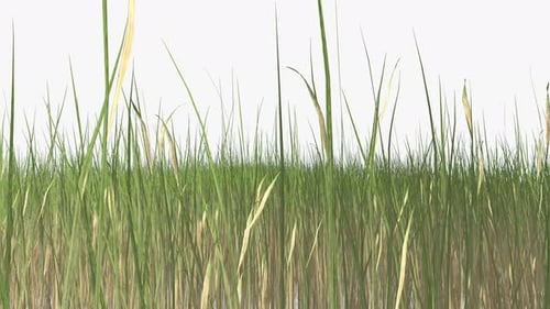 Growing Green Grass Field Reveal Animation