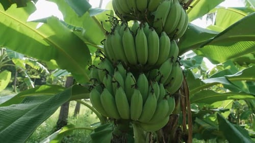 Banana Plantation