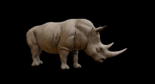 Rhinoceros With Alpha Channel