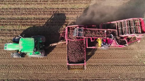 Harvesting Sugar Beets