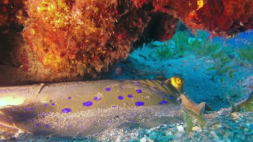 Blue Spotted Stingray Resting Under Coral Reef