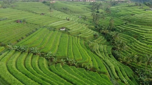 Campos de arroz en Bali