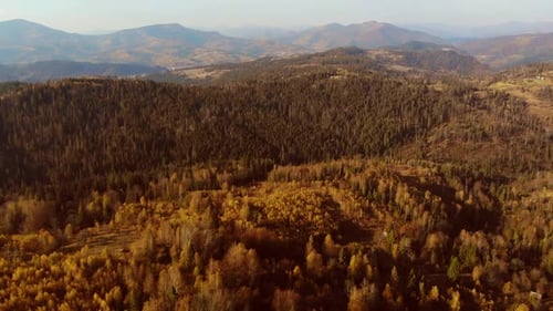 Drohnenaufnahme aus der Luft: Flug über Pinien-, Fichten- und Laubbaumwälder in Bergen