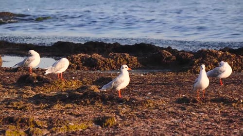 Viele Möwen stehen am Strand und putzen ihre Federn mit ihren Schnäbeln